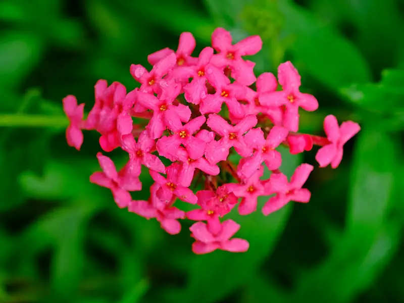 Vibrant Pink Panama Rose