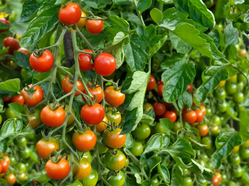 Tomato Vines Appearance