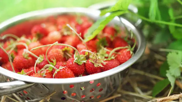 Alpine Strawberry