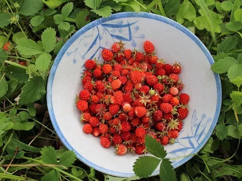 A Plate of Sweet Alpine Strawberries 