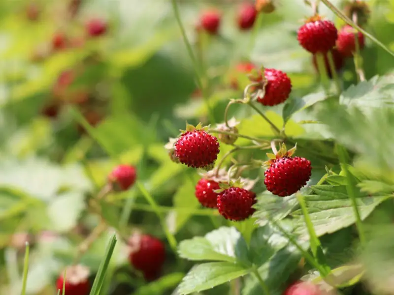 Wild Strawberry