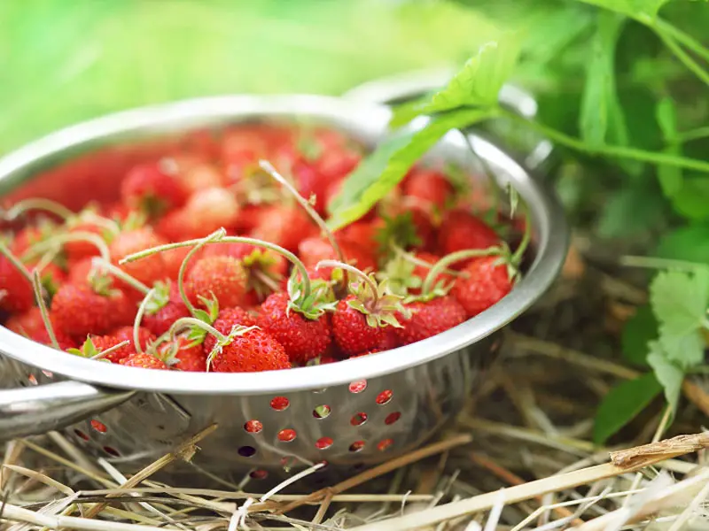 Alpine Strawberry