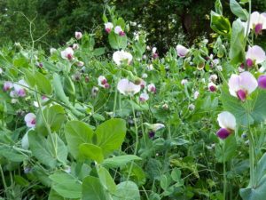 Winter peas