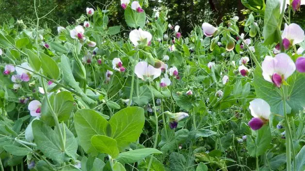 Winter peas