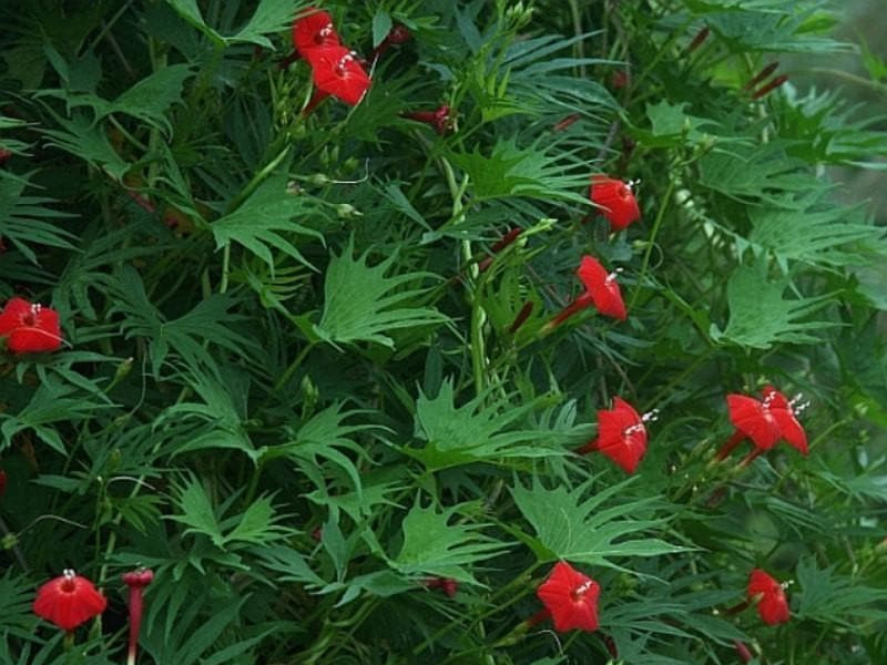 Advantages of Growing Cardinal Climber Plants