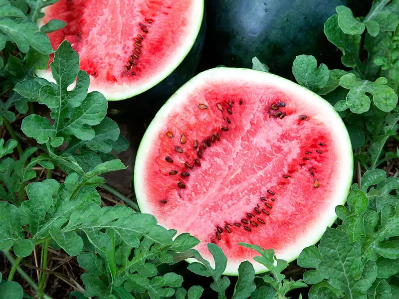 Advantages of Growing Icebox Watermelons