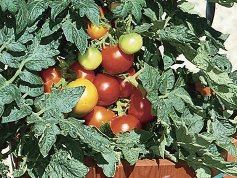 Patio tomatoes advantages