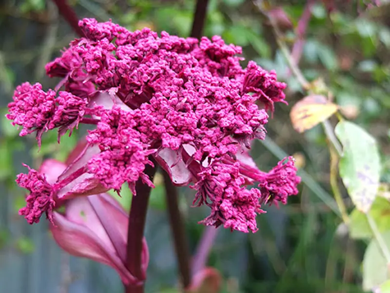 Angelica Gigas Purple Flower