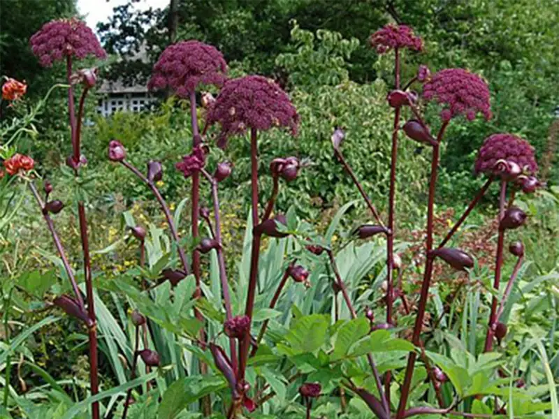 angelica gigas