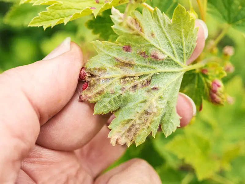 Aphids On Strawberry Leaf