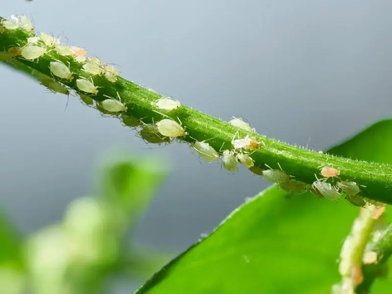 Aphids on Lima beans plant