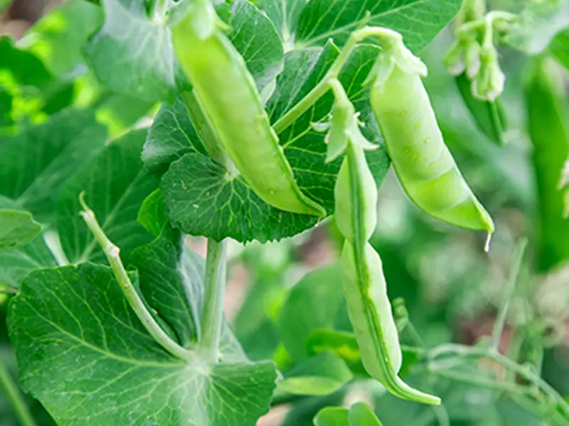 Austrian Winter Peas Appearance