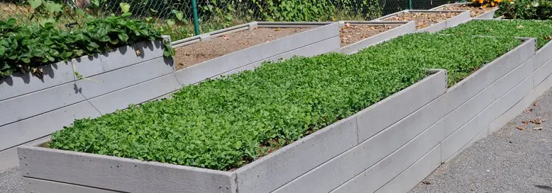 austrian-winter-peas-garden