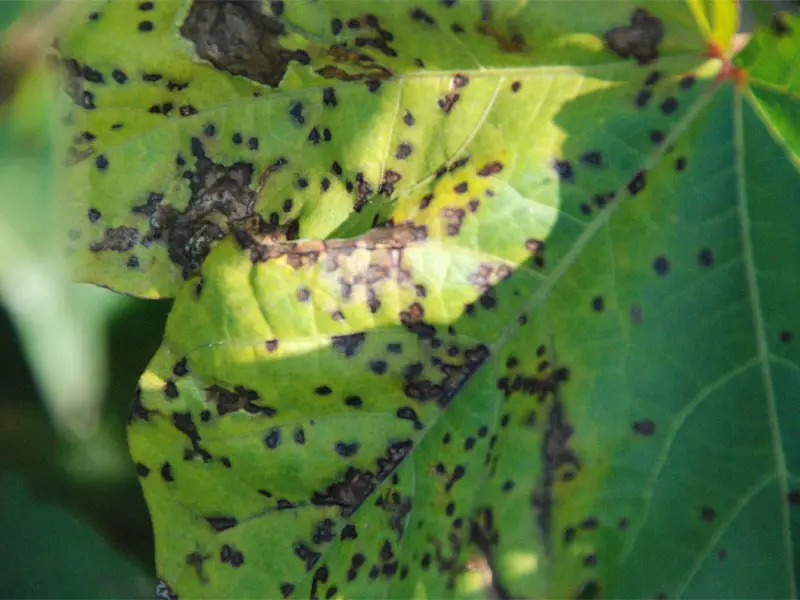 Bacterial Blight