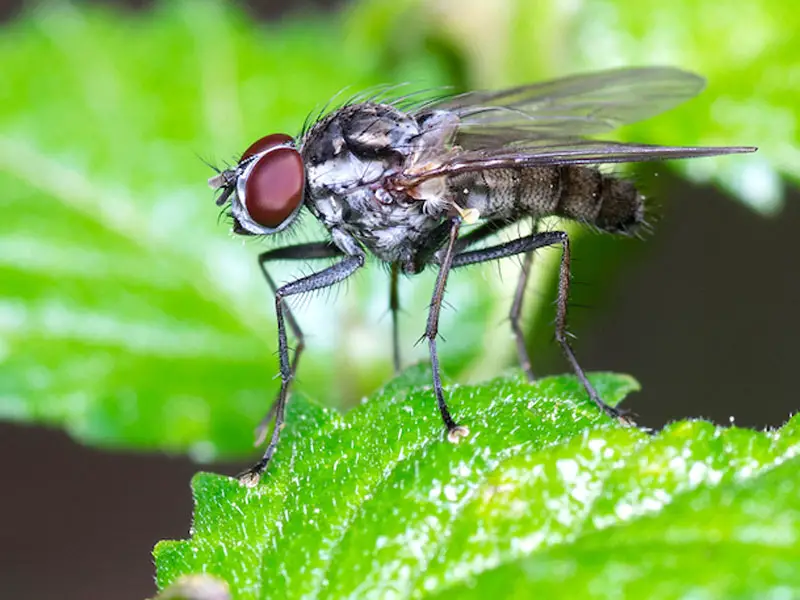 Bean seed fly