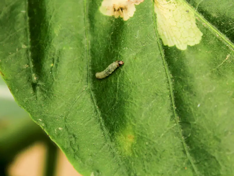 Worm On Bell Pepper Leaf