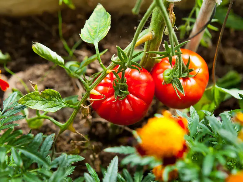 Growing Beefsteak Tomatoes In The Garden