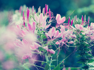 cleome flower growing guide