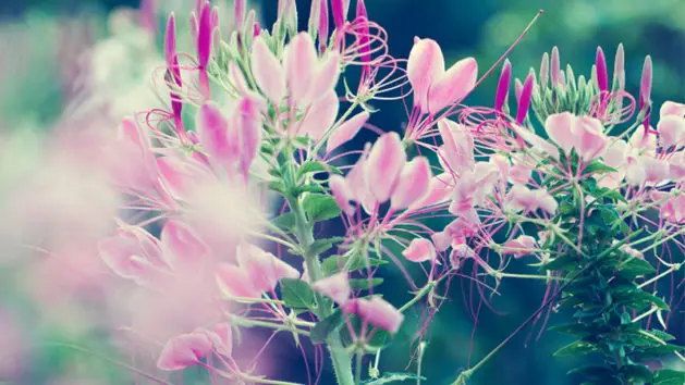 cleome flower growing guide