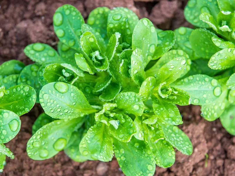 Lamb’s lettuce (aka corn salad) appearance