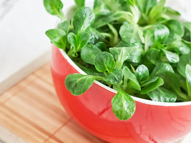 Lamb’s Lettuce 