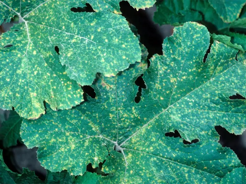 Powdery Mildew on Spaghetti Squash Plant