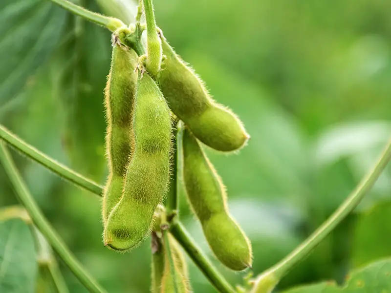 Edamame Plant Up-close