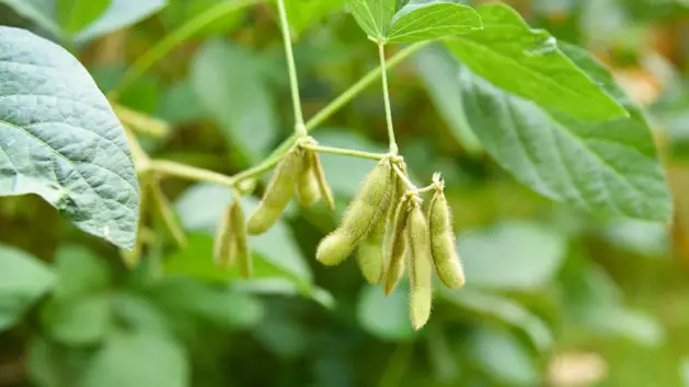 edamame plant