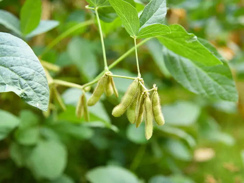 edamame plant