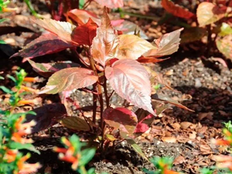 Growing Copper Plant