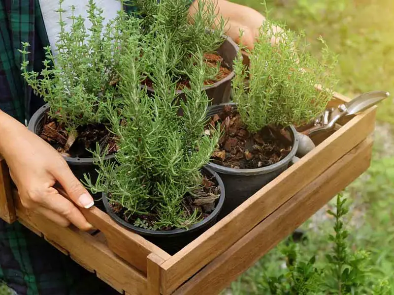 Growing Rosemary