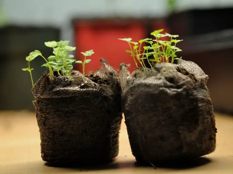 Alpine Strawberry Seedlings