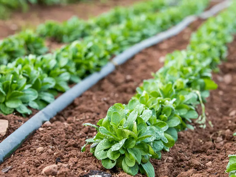 Growing Lamb’s lettuce (corn salad)