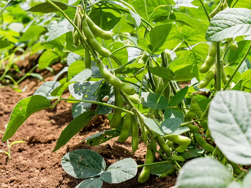 Growing Edamame Plants In The Garden