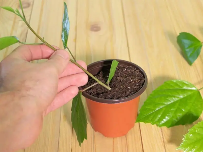 Growing hibiscus