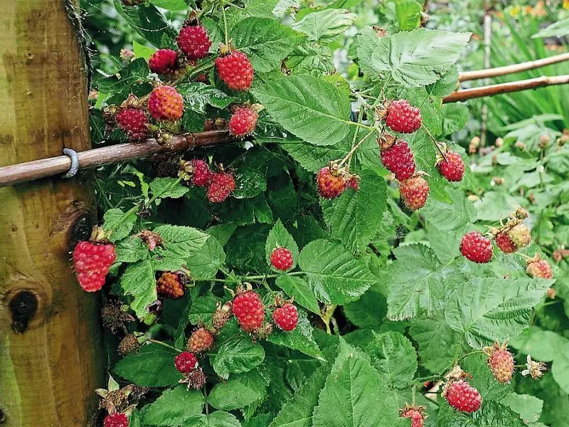 growing loganberry