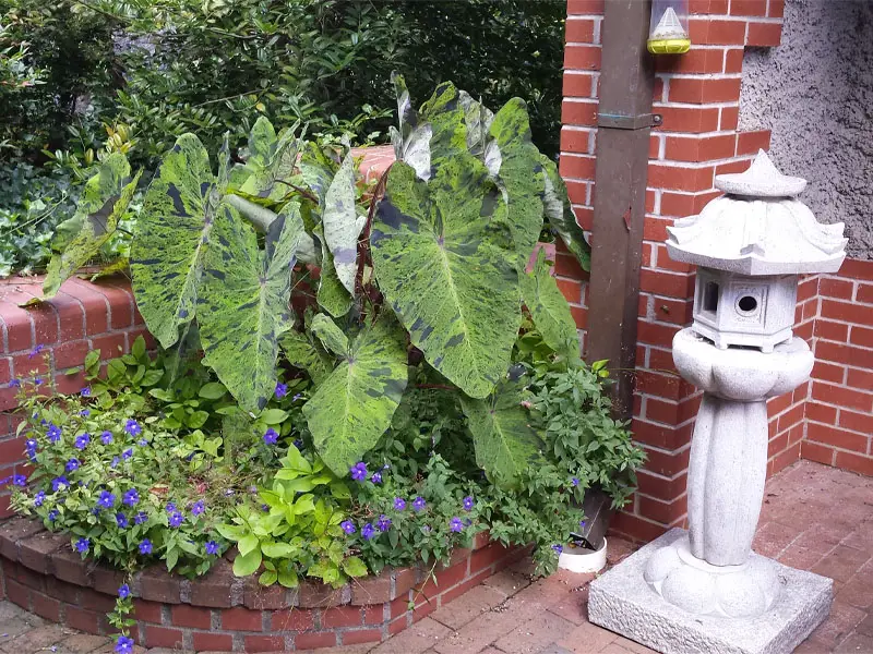 Growing Colocasia Mojito at Home