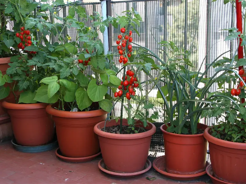 Growing Patio Tomatoes