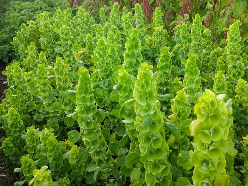 Growing Moluccella Laevis