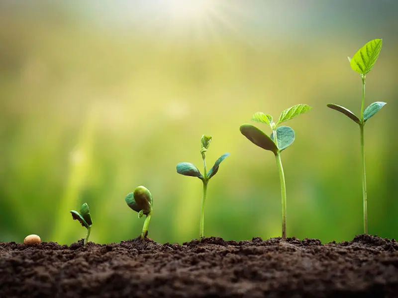 Growing Soybeans