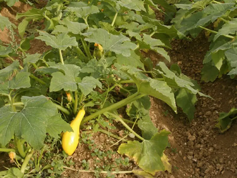 Growing Spaghetti Squash