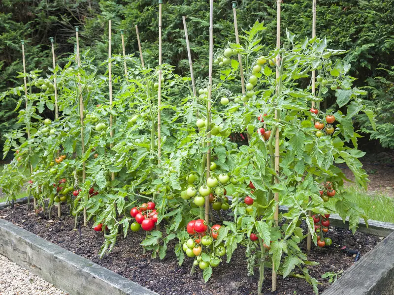 Growing Tomato Vine