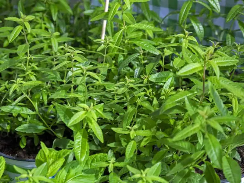 Growing lemon verbena