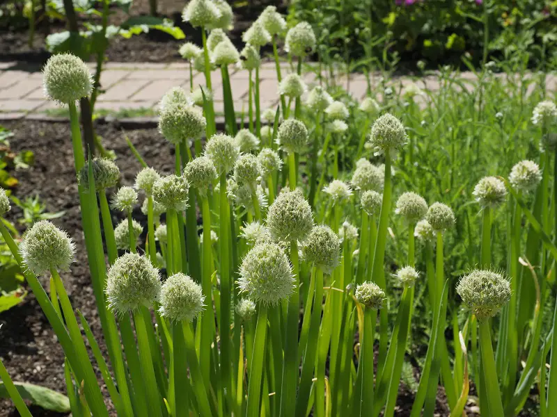 Growing Welsh Onion