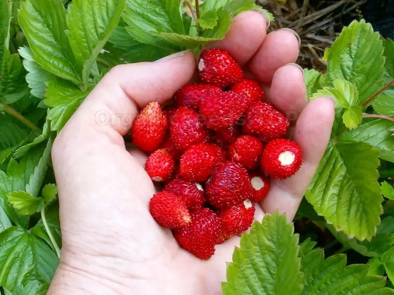 Freshly Harvested Alpine Strawberry