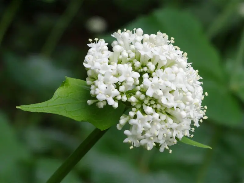 Valerian Flower Appearance