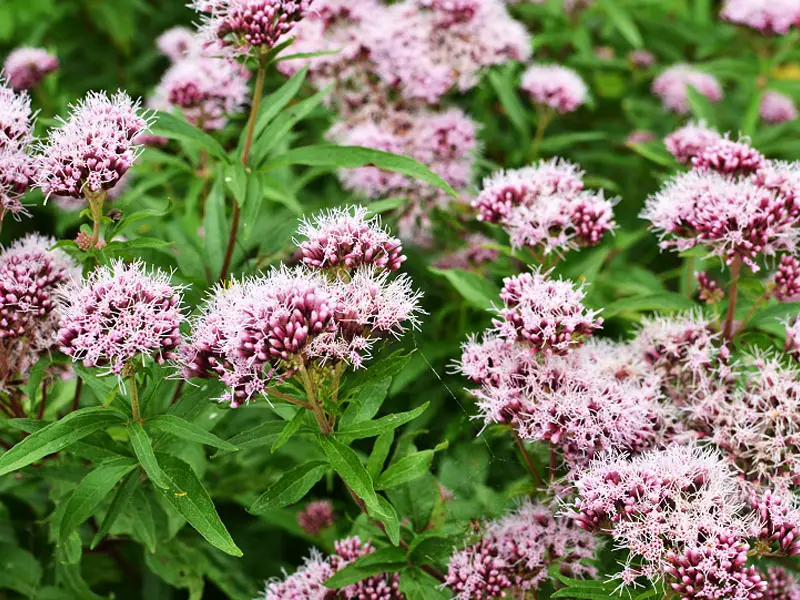 valerian flower