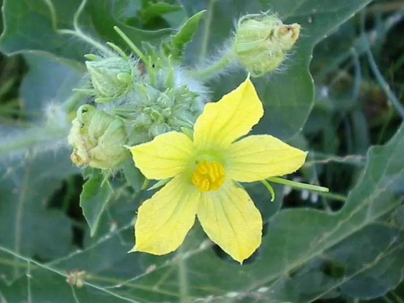 Icebox watermelon flower appearance