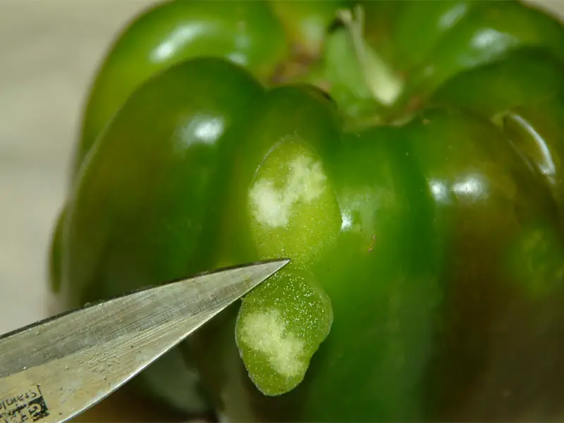 Cloud Spot In Bell Pepper Caused By Stink Bugs