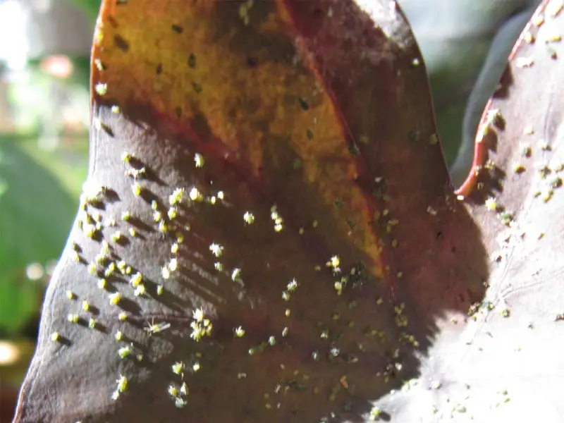 Spider Mites on Colocasia Mojito Leaves